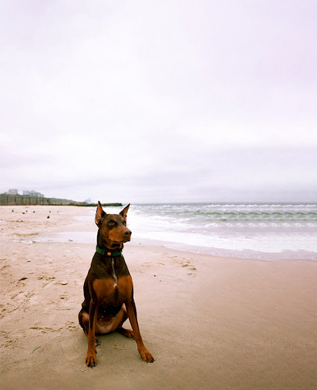 Doberman sitting on a sandy beach