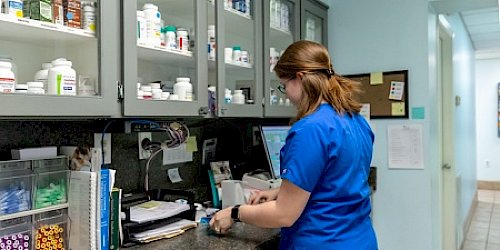 Veterinarian working at Fort Walton office