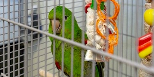 Parrot in a cage