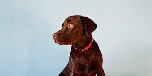 Chocolate lab needing emergency vet care