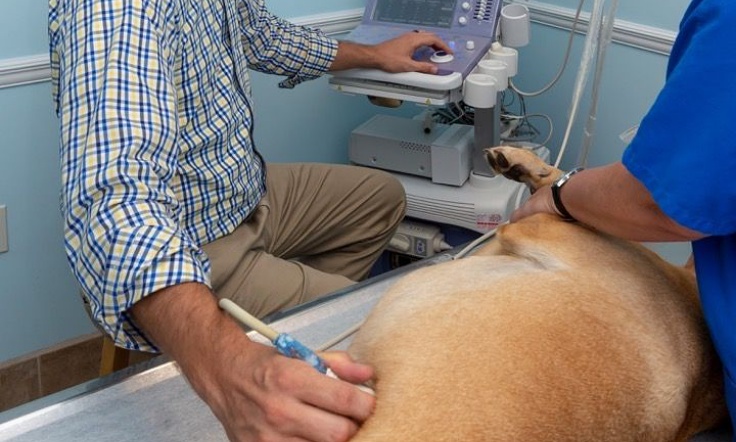 Golden lab receiving emergency vet care